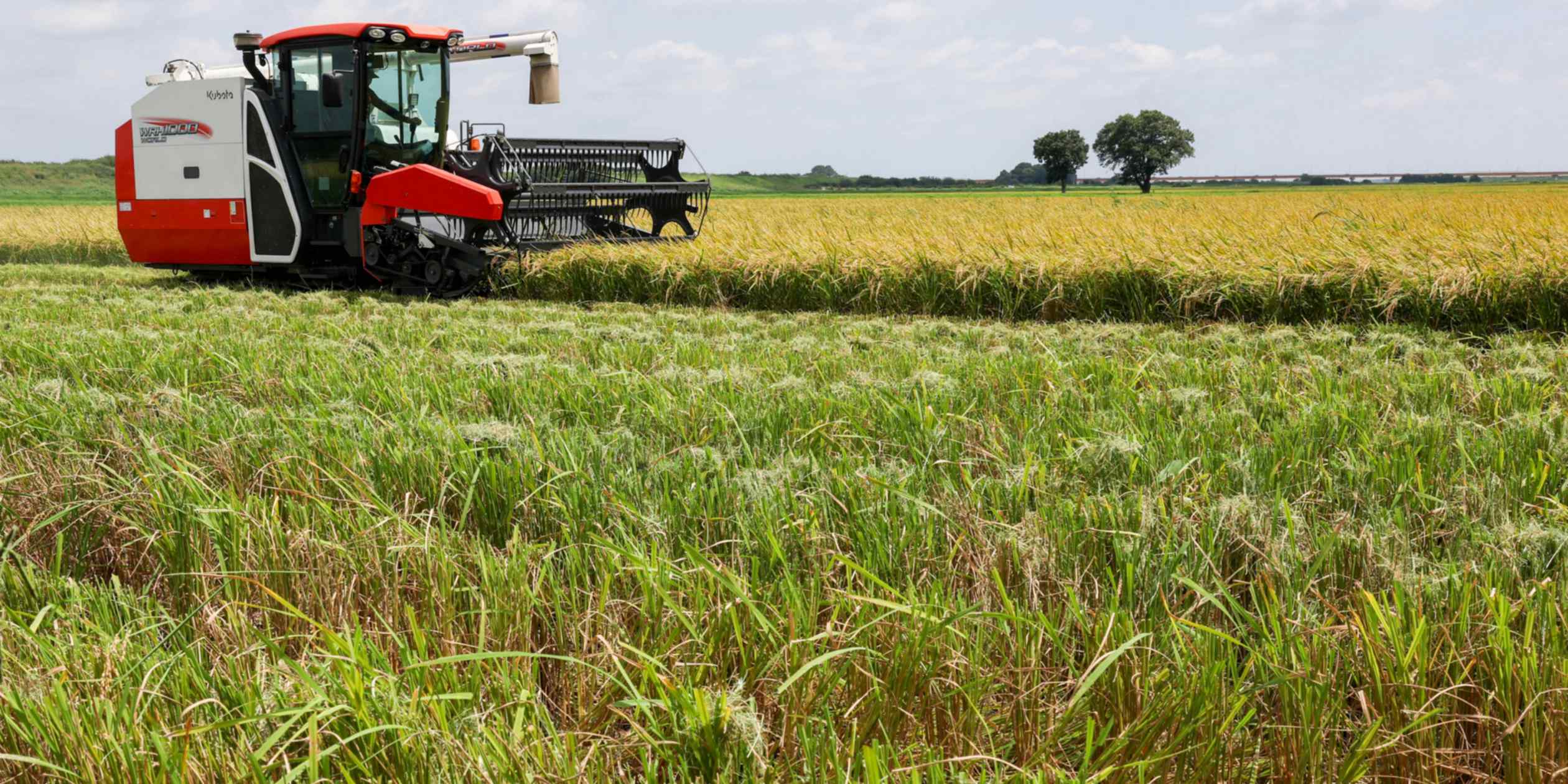 Japan’s Akazawa cancels trip over planned White House order to buy US rice