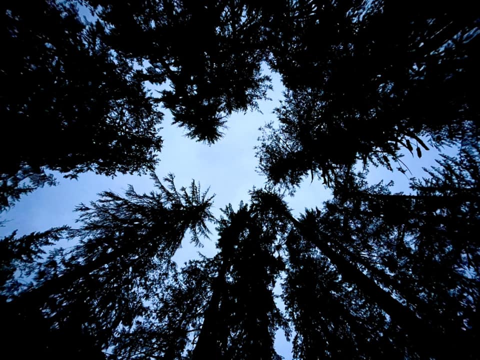 Lifestyle Lookout: Bluegrass Festival, Camping and Murder City Devils
