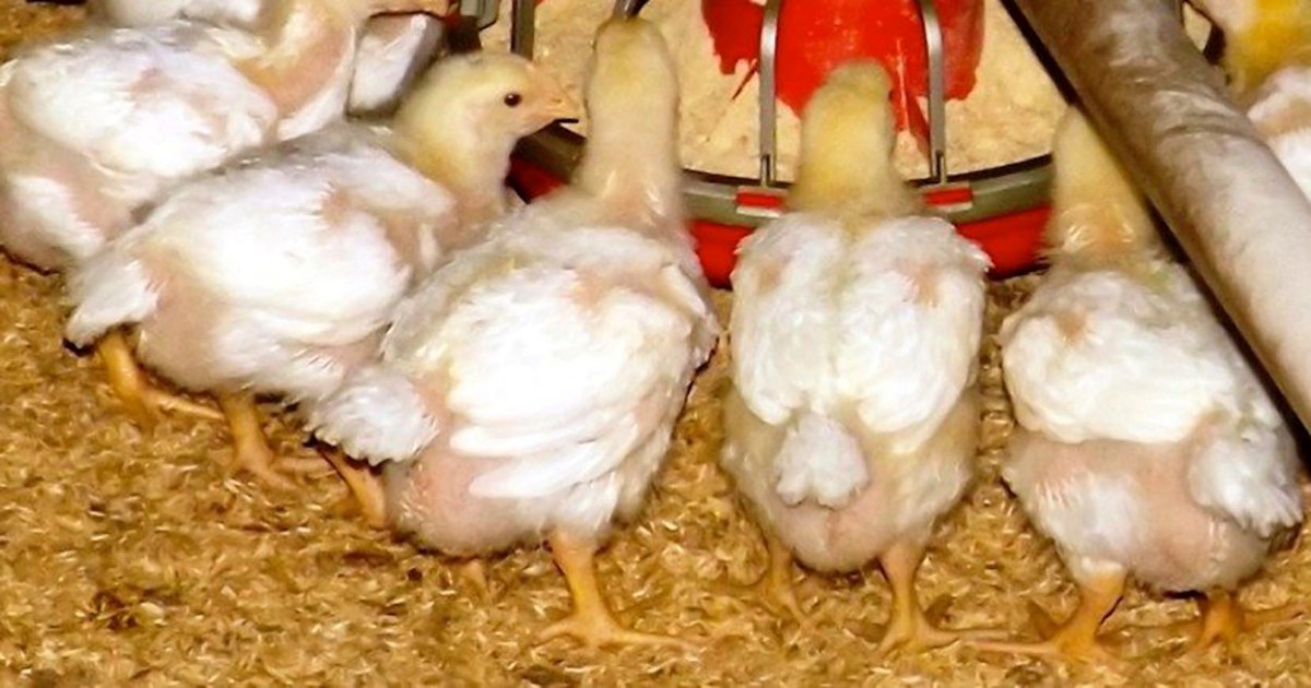 Shareholder sues Tyson Foods to see business records 