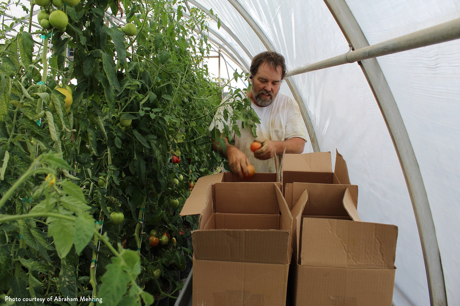 Small farms, food businesses in Nevada to lose $3M in USDA support